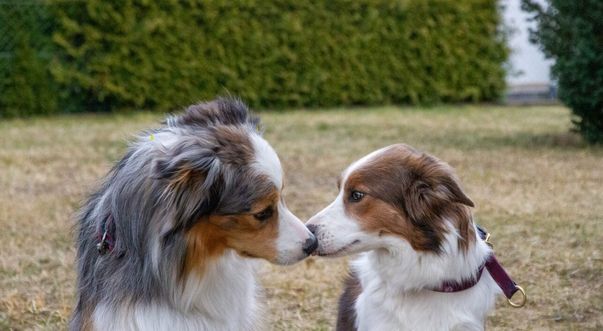 Papa Asterix und Mama Bee
