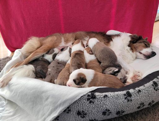 Cookies Wurfgeschwister